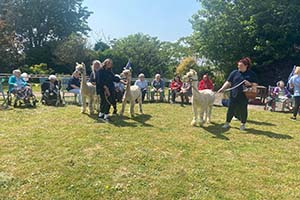 alpacas