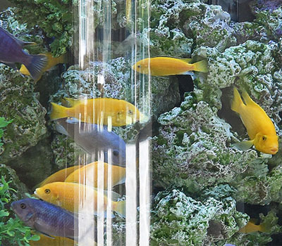 Aqualease aquariums