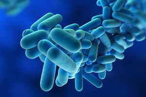 Legionella virus