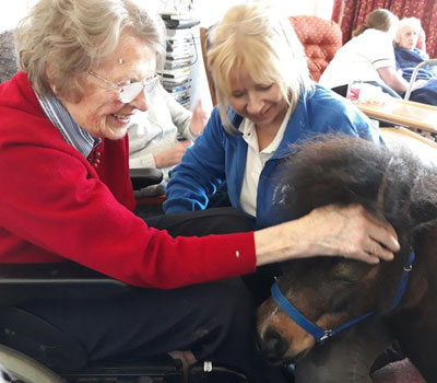 Shetland Ponies with Care Home residents