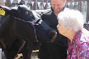 Nantwich Retirement Village resident with a cow