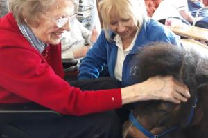 Shetland Ponies with Care Home residents